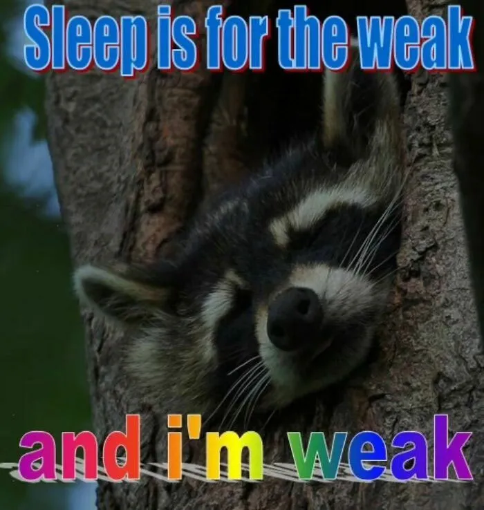 Raccoons Have Never Been More Relatable Than They Are In These 30 Dark Humor Memes