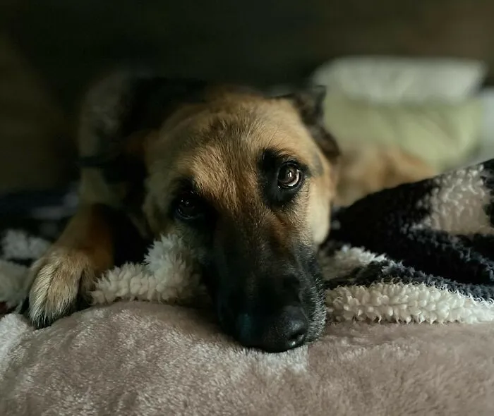 30 Internet Users Share Whether They Let Their Pets Sleep In Their Beds And Why