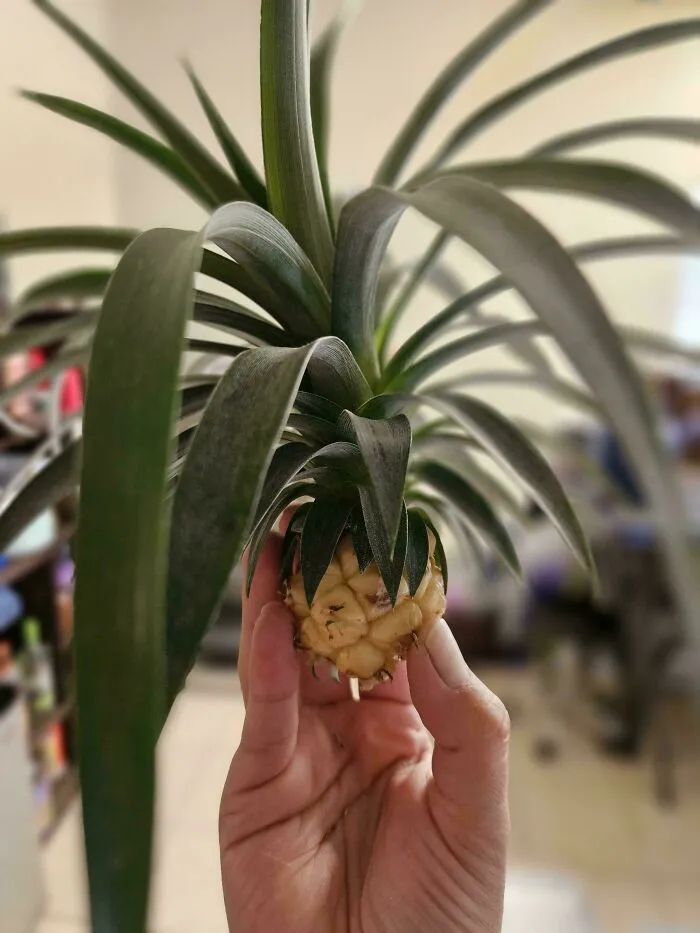 Pineapple Pizza Toppings For Everyone!