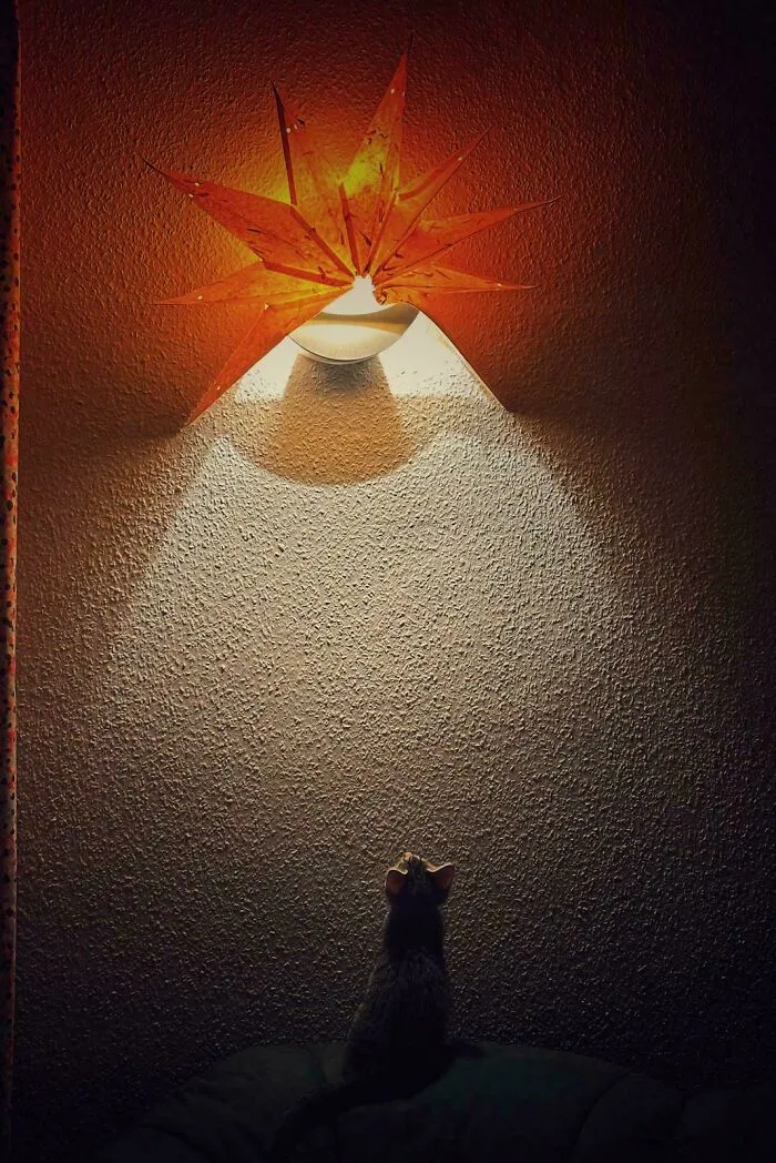 The Cat And The Star