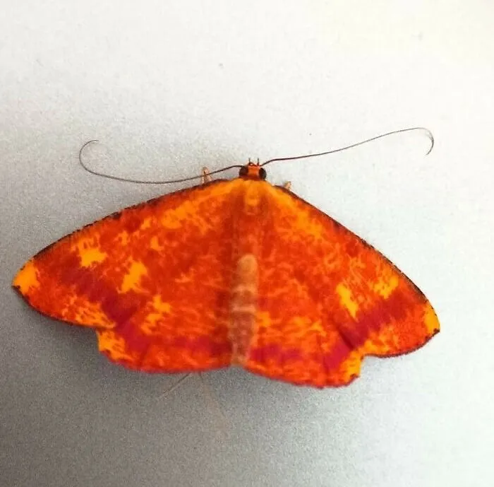 Forbidden Flying Dorito