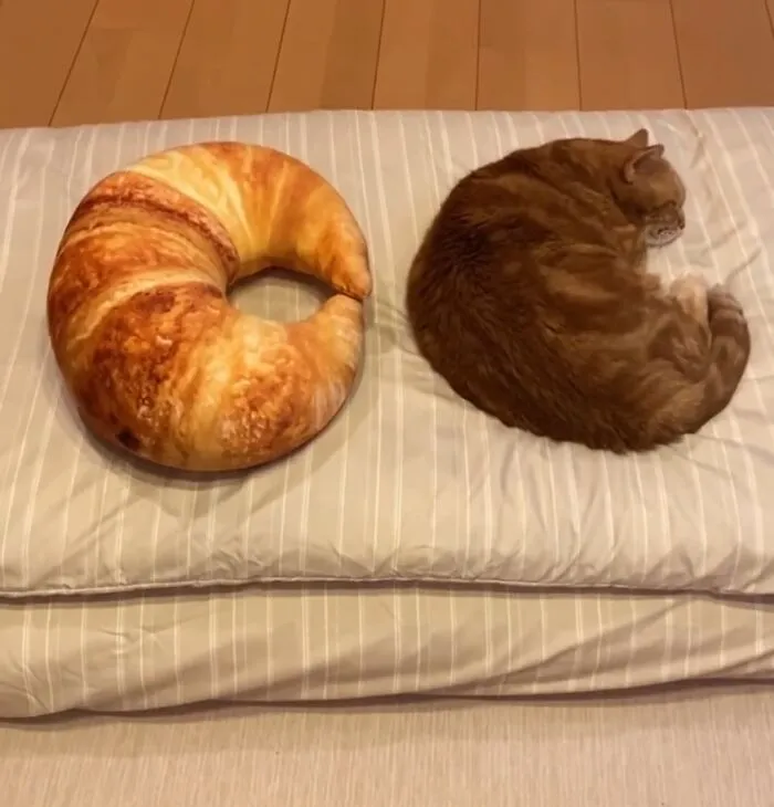 Croissants Have Just Been Baked