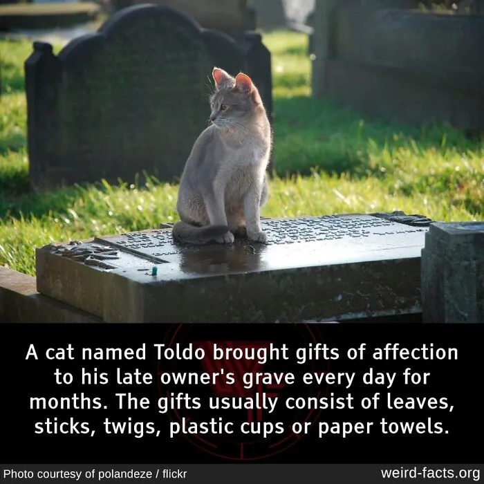 50 Facts So Fascinating They’ll Stick In Your Brain All Week