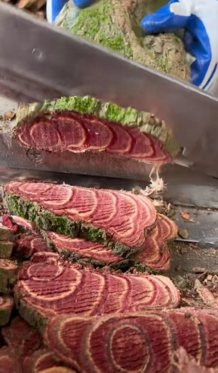 Forbidden Steak (Tree Trunk)