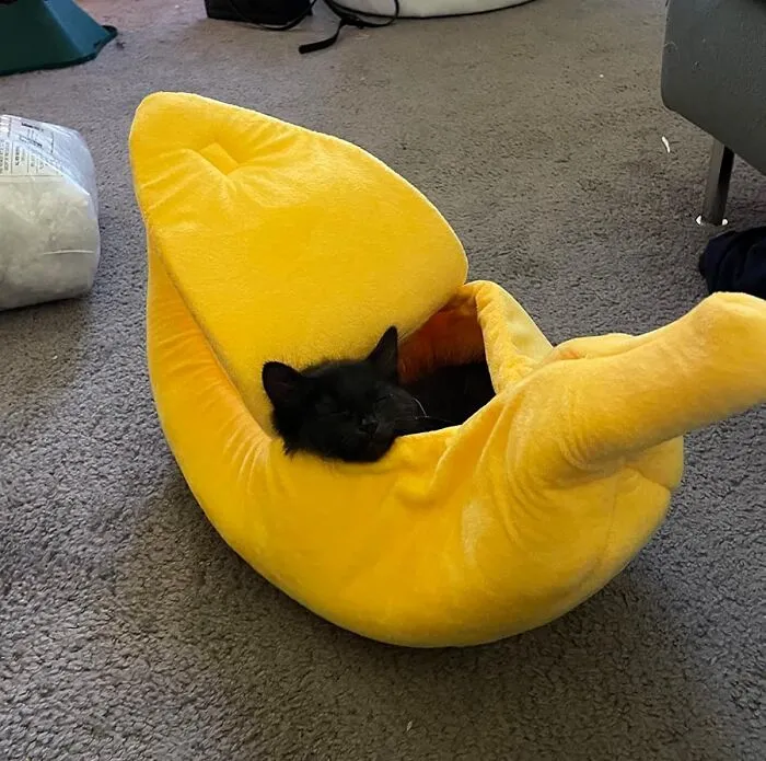 Move Over, Cardboard Boxes! This <a Style="Display:inline;" Href="Https://Www.amazon.com/Banana-Cuddle-Lovely-Supplies-Kittens/Dp/B079rdchbd?ie=utf8&th=1&linkcode=ll1&tag=bpmonkey-20&linkid=843cf8b0f70a226cd159709daeaf2fc7&language=en_us&ref_=as_li_ss_tl" Target="_blank"><span Style="Font: Inherit; Color: #d74b1f;"> Cute Banana Cat Bed House</Span> Is The Upgrade Your Feline Friend Deserves