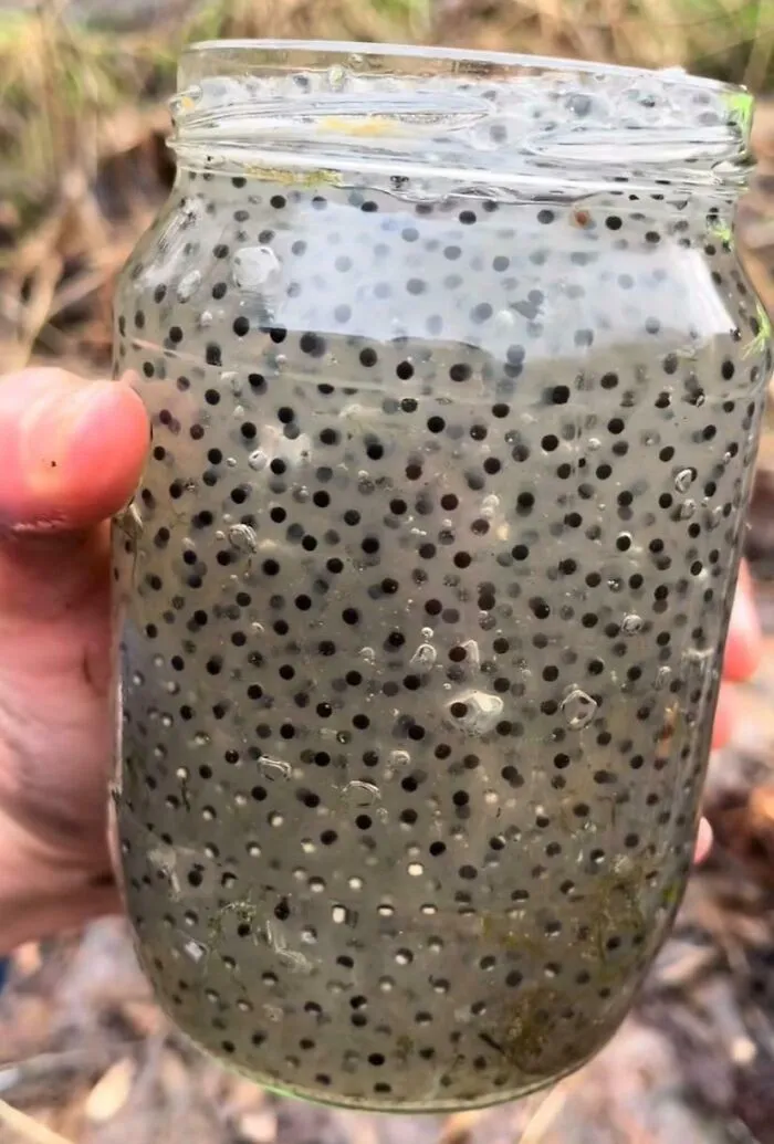 Forbidden Chia Seeds (Frog Eggs)