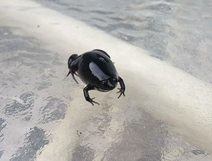Forbidden Olive