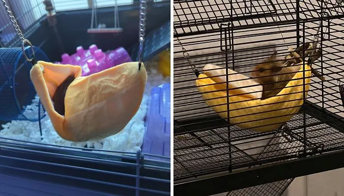 This <a Style="Display:inline;" Href="Https://Www.amazon.com/Jetec-Hammock-Hamster-Chinchilla-Pineapple/Dp/B08m9nh48t?ie=utf8&linkcode=ll1&tag=bpmonkey-20&linkid=7d4ec930c15097dc03c31e40399f8e44&language=en_us&ref_=as_li_ss_tl" Target="_blank"><span Style="Font: Inherit; Color: #d74b1f;"> Hammock</Span> Is The Perfect Place For Your Hamster To Chill Out And Contemplate The Meaning Of Life