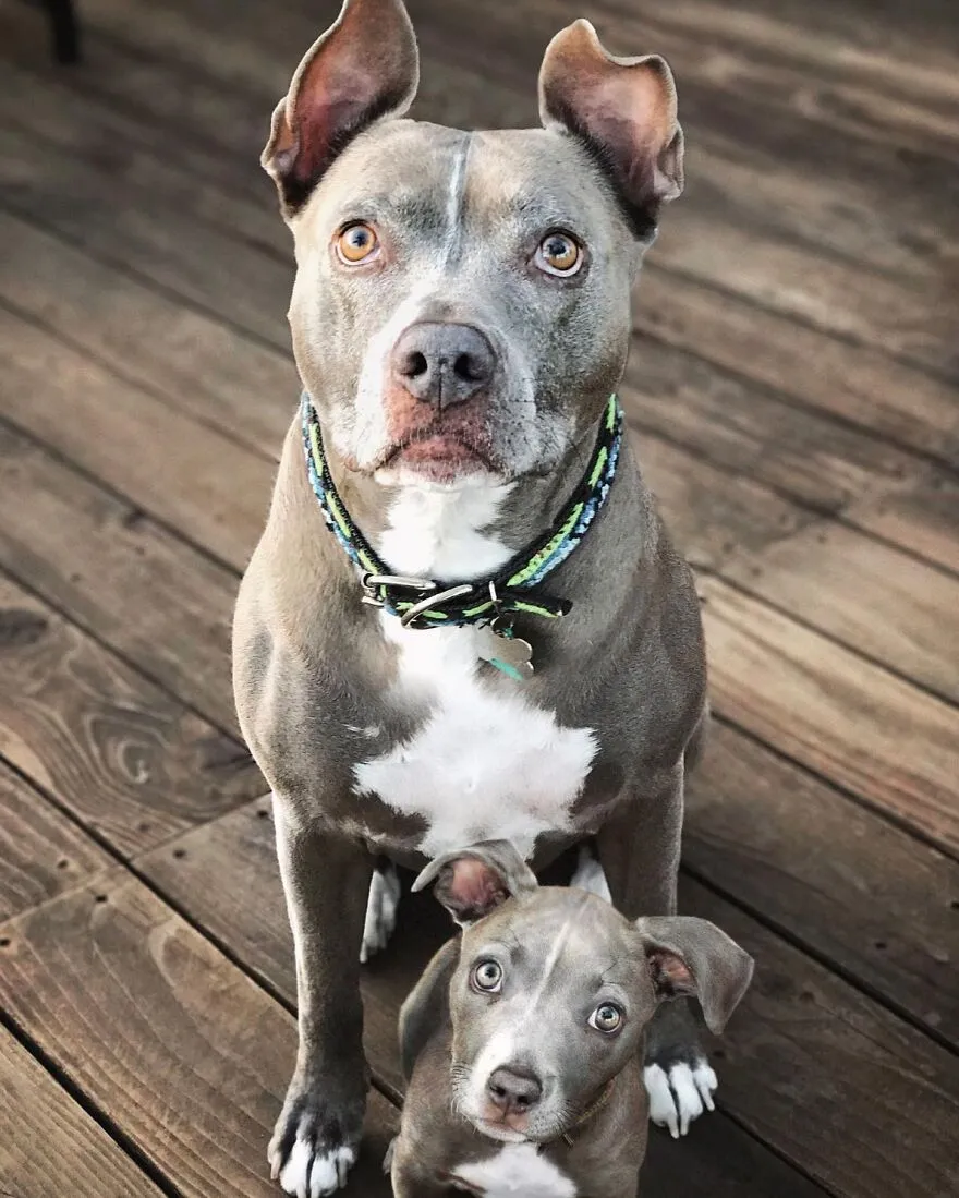 "Seeing Double Edits": 20 Animals Meet Their Puppy Selves In Adorable Photo Edits, By This Artist
