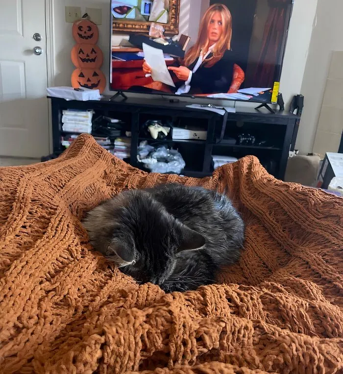 This <a Style="Display:inline;" Href="Https://Www.amazon.com/Battilo-Blanket-Halloween-Decoration-Chenille/Dp/B0b62tjhdx?dib=eyj2ijoimsj9.o4hedapvqg2d4mio2sps5df5mxdbrpduquazhvlzd9qp-Ckberexe_phjln_nhtoloaabokhh3p1cucp8mg1vsa2eymcqt0qjcyu9hyzdu0gybc1h1isvp2qwli_qq7cpuw4b-6jmfxkc-Msssuv48ocstnro3jmzw1fizl0f2ofwhkiaq7pd8gr7i_i8g9qnci_30opevvudmi9cvzixzfqwvpqfhfaqbuuwzzfzl8.ypt6snegtpyj8bgiijv9ev5yd4qjw8kp6p9srgfrihu&dib_tag=se&keywords=fall%2bstuff&qid=1725353111&sr=8-20-Spons&sp_csd=d2lkz2v0tmftzt1zcf9tdgy&th=1&linkcode=ll1&tag=bpostrich-20&linkid=a4e5b86a2826081953665b4f5cdf444f&language=en_us&ref_=as_li_ss_tl " Target="_blank"><span Style="Font: Inherit; Color: #d74b1f;"> Burnt Orange Throw Blanket</Span> Is The Pumpkin Spice Of Home Decor, Adding Warmth And Autumnal Charm To Any Room