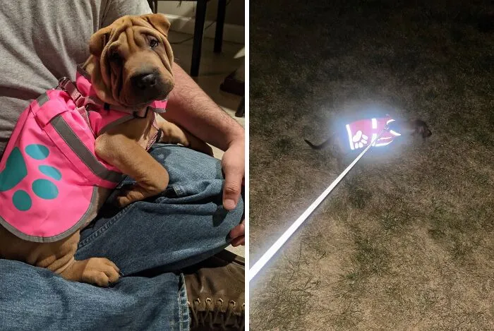 Enhance Pet Visibility During Evening Walks