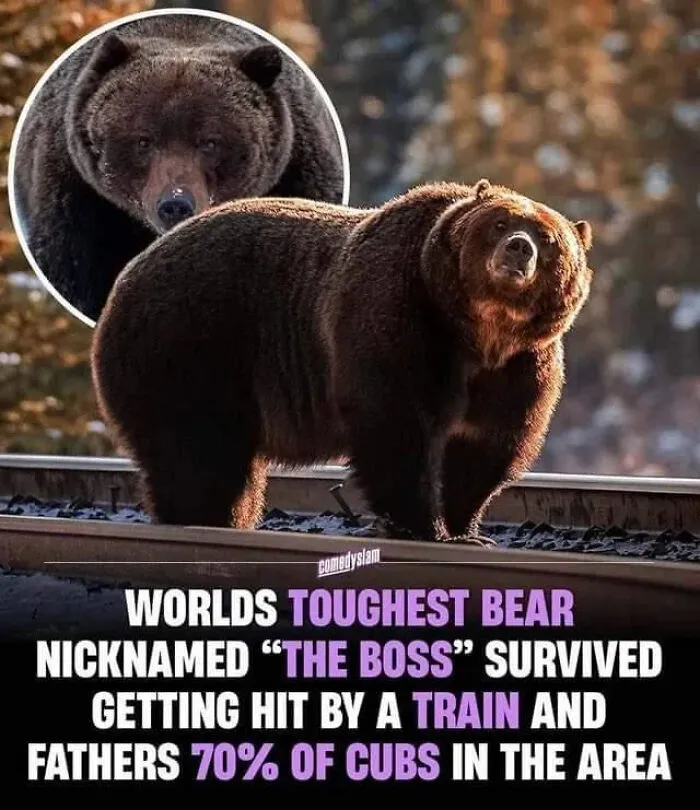 Of A Bear