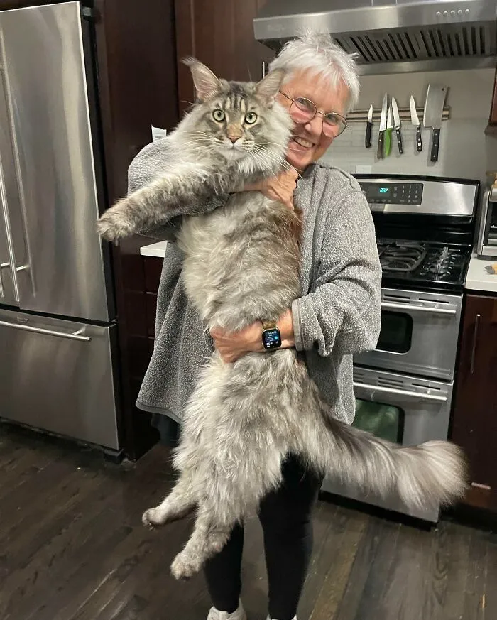 A este gato aún le quedan 2 años de crecimiento