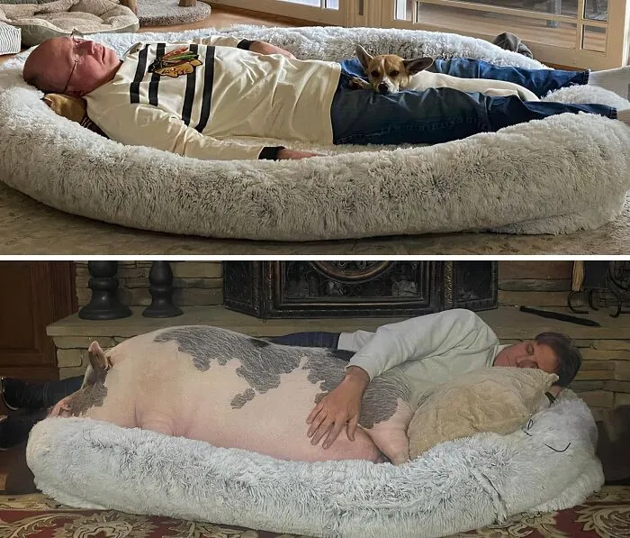 Why Should Pets Have All The Snoozing Fun? Get Your Own Comfy <a Style="Display:inline;" Href=" Https://Www.amazon.com/Wros-Washable-Napping-Orthopedic-Present/Dp/B0bmk4vqj5?crid=so3qrycblifg&dib=eyj2ijoimsj9.1e_wyclkf9e18q4voffjj_wkcypox1v4apozywl5-0ewfzykwhsfydfmgbecvrwx9y9pcwvyj_rrr6t-Jzms-NY_mhsgt7vmrikrrowf1f8hikuk11y7h__a28nsv14iulne6ejnpa1hhif6igj63t4xhuaezo2ww2tjza6d-3yrjxb3h4lgwwxtbejxnu0xbxjb2ob-5tbmgfnnx_xfkkbir8iz1mvlxziqn-Bgh88.85ic5--Dqgkqfhj20ahddyxtu4ent3hx4m6qluhmoeo&dib_tag=se&keywords=human%2bdog%2bbed&qid=1725454558&sprefix=human%2bdog%2bbed%2caps%2c222&sr=8-1-Spons&sp_csd=d2lkz2v0tmftzt1zcf9hdgy&th=1&linkcode=ll1&tag=bprabbit-20&linkid=1ab0cdf166470ea5929871f2c8dee9bc&language=en_us&ref_=as_li_ss_tl " Target="_blank"> <span Style="Font:inherit;color:#d74b1f;"> Human Dog Bed</Span> And Join Them!