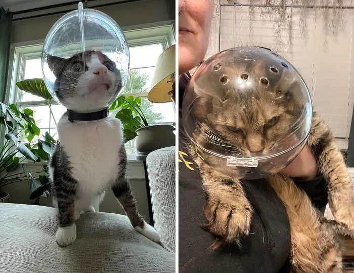 Control Kitty Chaos With This Adjustable <a Style="Display:inline;" Href=" Https://Www.amazon.com/Hoqqf-Transparent-Breathable-Adjustable-Aggressive/Dp/B09jng2jhj?crid=2a5qleb6sjbzi&dib=eyj2ijoimsj9.gvm4u2l-50cnlrwqhpbdtojpjg-Ucntousuajxdl3pwhh10imuq9ub04ixtzzbw_zxx96s1lp1c1owp31wzxi3iq2dnkol7l7rthcgdbjnrr1udqqi2jjkx_7x1vifmj46_aen7rfxxkhc85bgecrrw9jaw8wphhajiifzr9lcgvlaldnthdtiz5hbceaail_l191vb4houwttnogk83elozffbh2maraci1vmmzira.zwjdvi10aiht7xfvz2b7abagj1sur9hhtrohhbwfmhi&dib_tag=se&keywords=cat%2bmuzzle%2bbreathable%2bcat%2bmuzzle&qid=1725450737&sprefix=%2caps%2c207&sr=8-1-Spons&sp_csd=d2lkz2v0tmftzt1zcf9hdgy&th=1&linkcode=ll1&tag=bprabbit-20&linkid=8e20ccace37e70bca8f49884dd1d06af&language=en_us&ref_=as_li_ss_tl " Target="_blank"> <span Style="Font:inherit;color:#d74b1f;"> Cat Muzzle</Span> - Because Grooming Shouldn't Be A Battle!