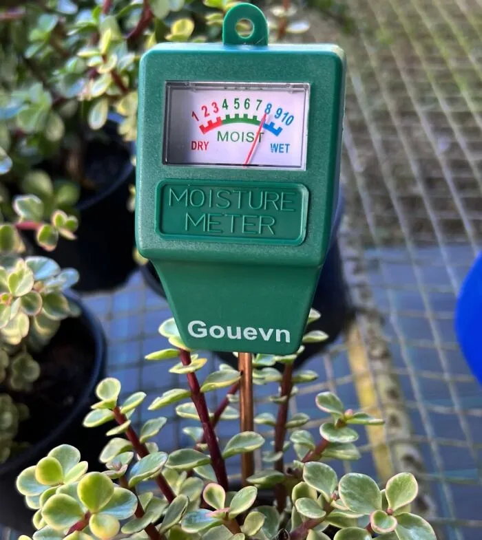 Your Plants Will Be Singing "Thank You For Being A Friend" To This <a Style="Display:inline;" Href="Https://Www.amazon.com/Gouevn-Moisture-Outdoor-Hygrometer-Battery/Dp/B07rddlcbj?ie=utf8&th=1&linkcode=ll1&tag=bporangutan-20&linkid=deeb9dcaadc9264ecca9b681ec806ca4&language=en_us&ref_=as_li_ss_tl" Target="_blank"><span Style="Font: Inherit; Color: #d74b1f;"> Soil Moisture Meter</Span> 