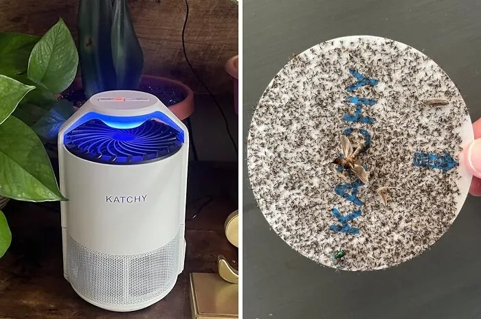 Fruit Flies Driving You Bananas?  This  <a Style="Display:inline;" Href="Https://Www.amazon.com/Fruit-Fly-Traps-For-Indoors-Mosquito-Trap-Bug-Zapper/Dp/B07m8vx4t9?ie=utf8&th=1&linkcode=ll1&tag=bporangutan-20&linkid=10b6148d8e62dd13892ad58d6137a9ef&language=en_us&ref_=as_li_ss_tl" Target="_blank"><span Style="Font: Inherit; Color: #d74b1f;"> Indoor Insect Trap</Span> Will Lure Them In And Keep Them Out Of Your Fruit Bowl