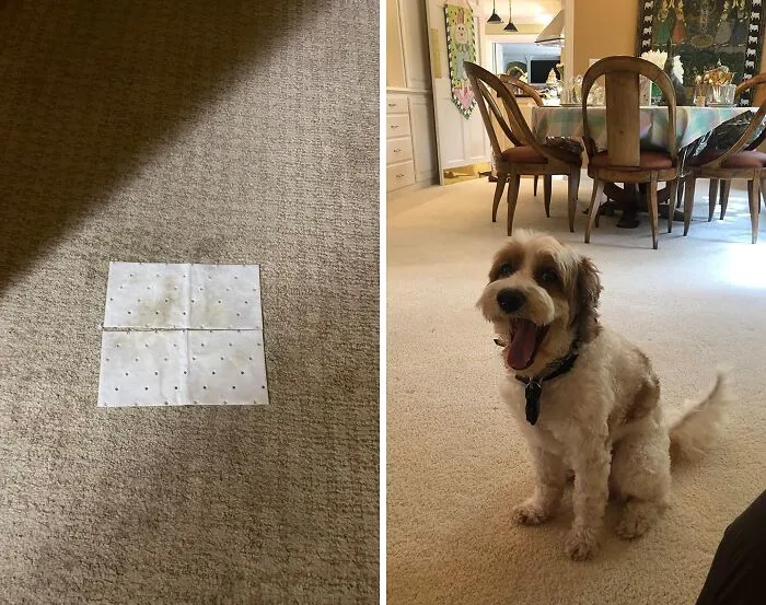 Say Goodbye To Scrubbing And Hello To Stain-Free Bliss. These <a Style="Display:inline;" Href="Https://Www.amazon.com/Dp/B0725zkxvv?ascsubtag=7696809%2c13%2c32%2cd%2c0%2c0%2cbf-Web-Hf%2c900%3a2%3b974%3a3%3b1125%3a1%3b1338%3a1%2c47929703%2c0%2c0%2c0&aa_adgroupid=lv_tookffegqqlmuwcr9l&aa_campaignid=lv_tgw7tgbjbytw4pfopv&maas=maas_adg_api_582047475920688411_static_9_129&aa_creativeid=lv_gbjca8bjfubdg7feug&btn_ref=srctok-B2e5e7806e3dd0b5&linkcode=ll1&tag=bpbison-20&linkid=6999c82549c32ef35f28796c4b8c2ebd&language=en_us&ref_=as_li_ss_tl" Target="_blank"><span Style="Font: Inherit; Color: #d74b1f;"> Pet Stain Removal Pads</Span> Are The Cleaning Hack Every Pet Owner Needs