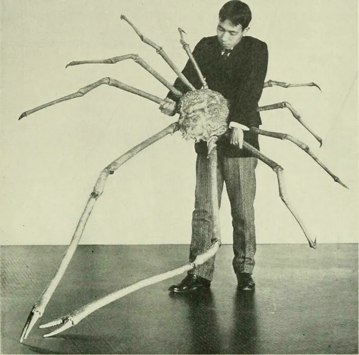 Visualmente, los cangrejos araña japoneses son auténticos seres de pesadilla