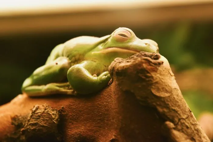 One Very Sleepy Frog, An Unconventional Aww