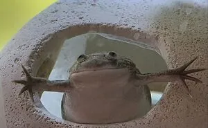 50 Cute And Funny Photos That May Show You A Different Side To These Critters (New Pics)