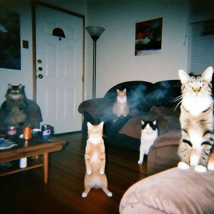 Group of five cats in a living room, one standing upright, creating a humorous scene.