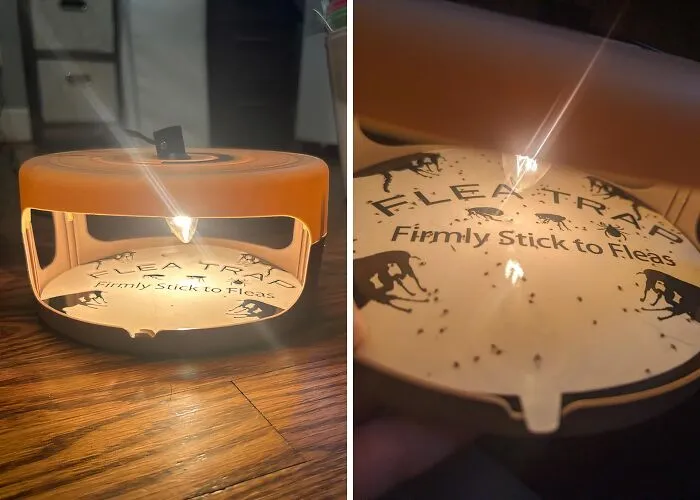 Pet & Kiddo Friendly: Try These<a Style="Display:inline;" Href=" Https://Www.amazon.com/Inside-Electric-Control-Harmless-Friendly/Dp/B0d5z18r15?pd_rd_w=stv2h&content-ID=amzn1.sym.7379aab7-0dd8-4729-B0b5-2074f1cb413d&pf_rd_p=7379aab7-0dd8-4729-B0b5-2074f1cb413d&pf_rd_r=fz6gjqsrvk6dn0nhybad&pd_rd_wg=cxfax&pd_rd_r=f3caf047-E731-4a94-Bbeb-6549e65b5eac&pd_rd_i=b0d5z18r15&psc=1&linkcode=ll1&tag=bpmoose-20&linkid=36065e56bd3a10d7a3afd4dbdcb1b891&language=en_us&ref_=as_li_ss_tl  " Target="_blank"><span Style="Font:inherit;color:#d74b1f;"> Non-Toxic Indoor Flea Traps</Span>