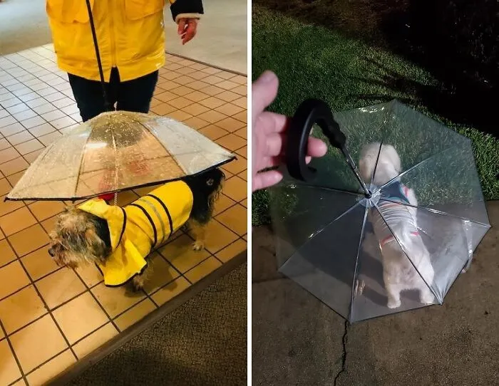 Rain Or Shine, Your Pupper Is Cared For With<a Style="Display:inline;" Href=" Https://Www.amazon.com/Dp/B00sv3zp7q?asc_item-ID=amzn1.ideas.1oq4gkh8oflzy&linkcode=ll1&tag=bptoucan-20&linkid=4c26feb87277635626439e347bf7d769&language=en_us&ref_=as_li_ss_tl " Target="_blank"><span Style="Font:inherit;color:#d74b1f;"> Dog Umbrella</Span>