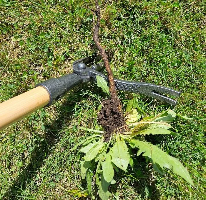 Ultimate <a Style="Display:inline;" Href=" Https://Www.amazon.com/Grampas-Weeder-Cw-01-Original-Remover/Dp/B001d1ffza?ie=utf8&th=1&linkcode=ll1&tag=bpbee-20&linkid=d131792dd62f1f9e15a10121e41b1242&language=en_us&ref_=as_li_ss_tl " Target="_blank"> <span Style="Font: Inherit; Color: #d74b1f;"> Weed Puller</Span> – Effortless Removal For A Pristine Garden