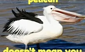 “Look, I Have A Meme To Show You”: 50 Funny Memes To Send To Your Friends
