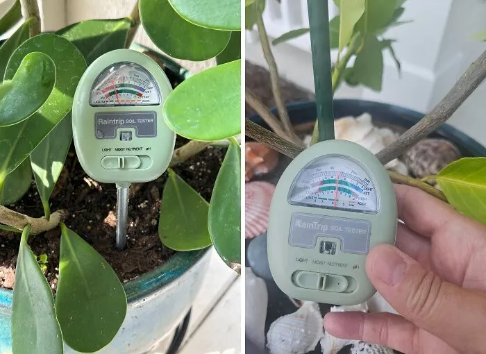 Is Your Plant Thirsty Or Just Dramatic? This <a Style="Display:inline;" Href="Https://Www.amazon.com/Gp/Product/B0bjcly3yl?&linkcode=ll1&tag=bpoctopus-20&linkid=e95a80dc55016f29b640b4b85dc49562&language=en_us&ref_=as_li_ss_tl" Target="_blank"><span Style="Font: Inherit; Color: #d74b1f;"> Soil Moisture Meter</Span> Will Let You Know Before You Drown Your Green Babies
