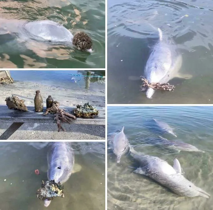 Una manada de delfines en Australia trajo regalos de coral a la orilla porque echaban de menos interactuar con los visitantes en medio de la pandemia de Covid-19 en 2020