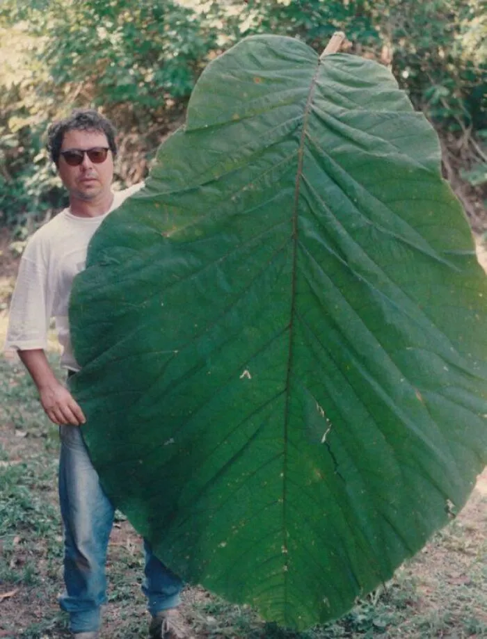 Man holding an enormous green leaf in a forest setting illustrating scale for megalophobia fear of large objects.