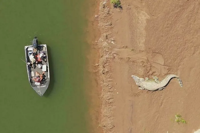 Fisherman's Incredible Footage Proves Australia's Crocodiles Keep Getting Bigger