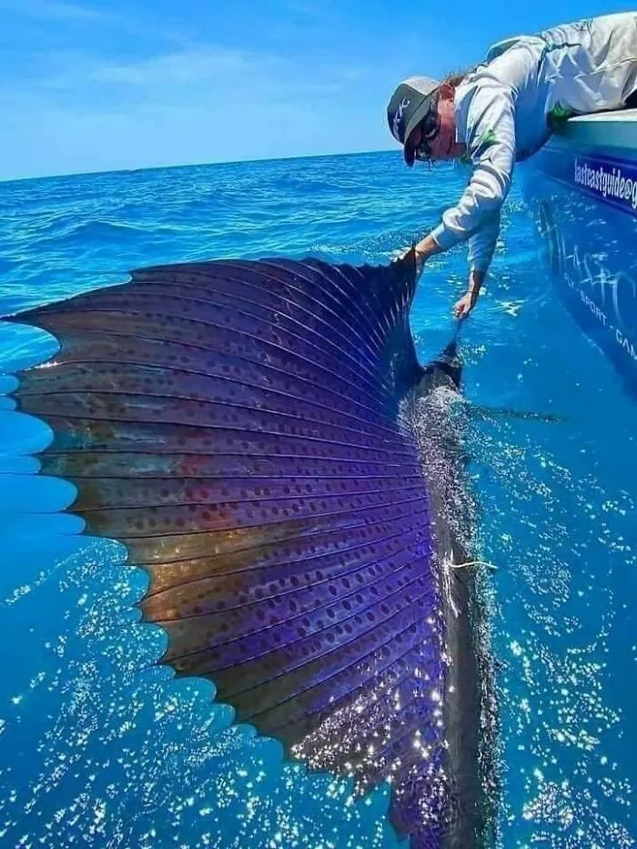 Queensland, Australia - El pez vela está considerado el pez más rápido del mar, alcanzando velocidades máximas de 112 km/h. Foto de Ben Bright