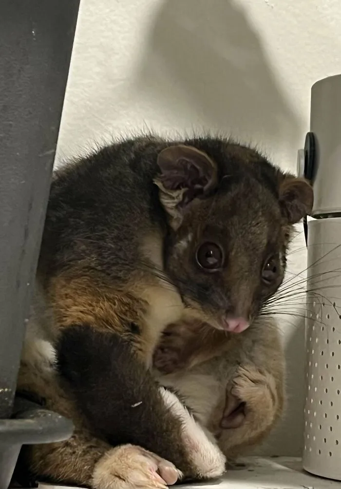 Esta zarigüeya de cola anillada (Australia) se ha mudado a mi casa