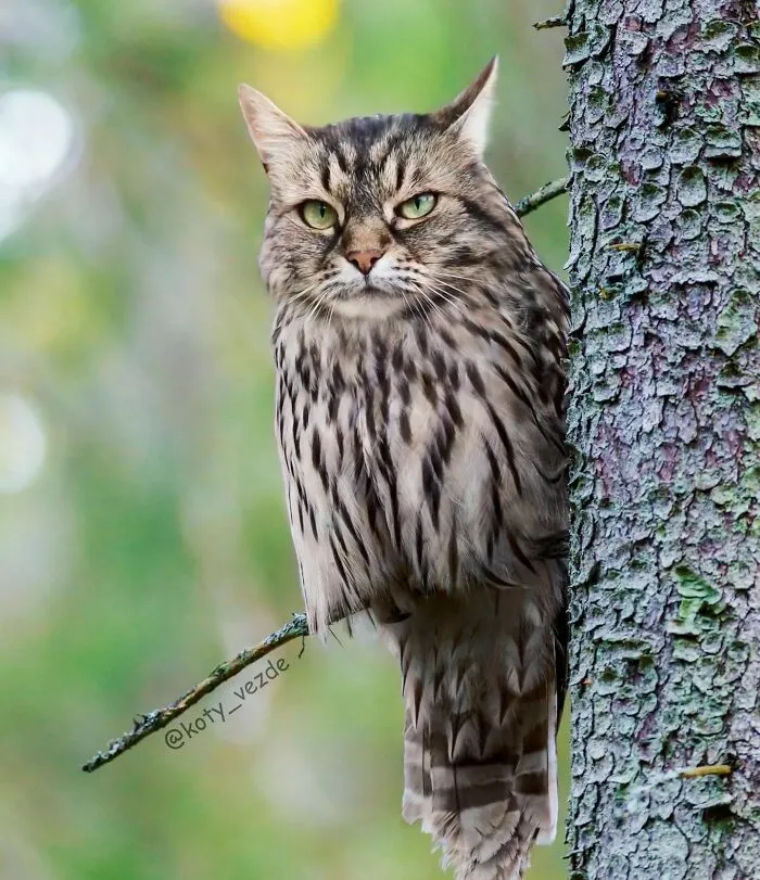 Artist Photoshops Cat Faces On Almost Everything And Here Is The Result (56 New Pics)