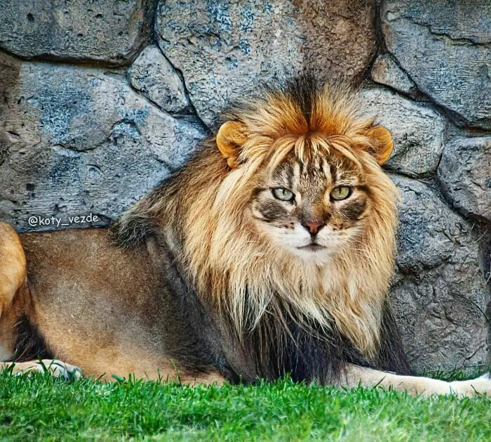 Artist Photoshops Cat Faces On Almost Everything And Here Is The Result (56 New Pics)