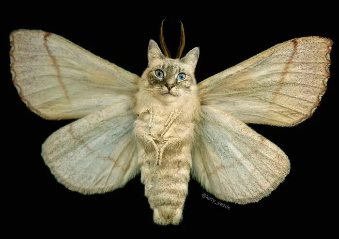 Artist Photoshops Cat Faces On Almost Everything And Here Is The Result (56 New Pics)