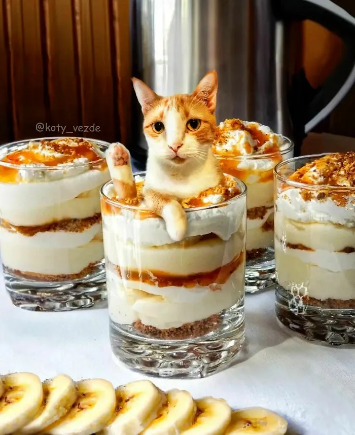 Artist Photoshops Cat Faces On Almost Everything And Here Is The Result (56 New Pics)