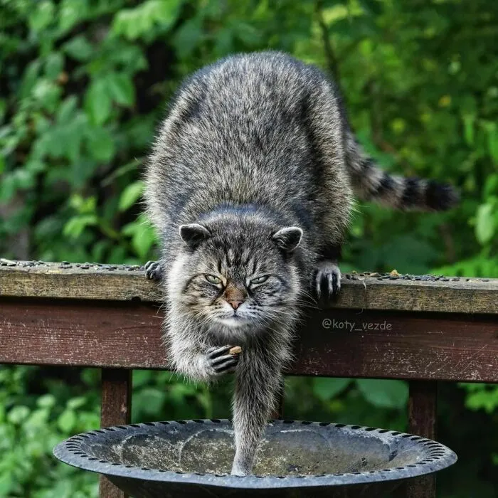 Artist Photoshops Cat Faces On Almost Everything And Here Is The Result (56 New Pics)