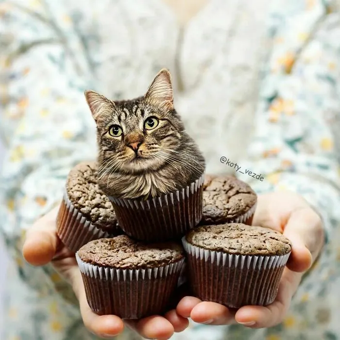 Artist Photoshops Cat Faces On Almost Everything And Here Is The Result (56 New Pics)