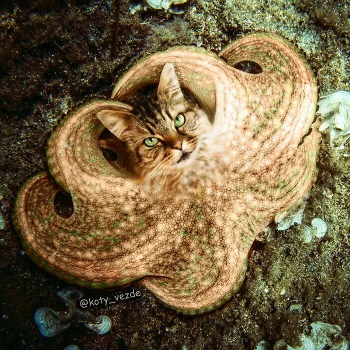 Artist Photoshops Cat Faces On Almost Everything And Here Is The Result (56 New Pics)