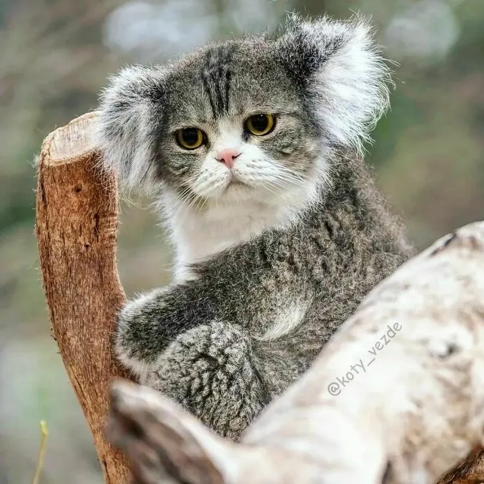 Artist Photoshops Cat Faces On Almost Everything And Here Is The Result (56 New Pics)