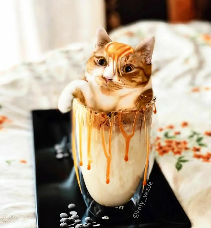 Artist Photoshops Cat Faces On Almost Everything And Here Is The Result (56 New Pics)