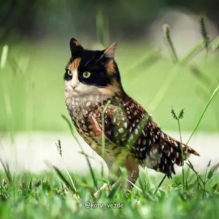 Artist Photoshops Cat Faces On Almost Everything And Here Is The Result (56 New Pics)