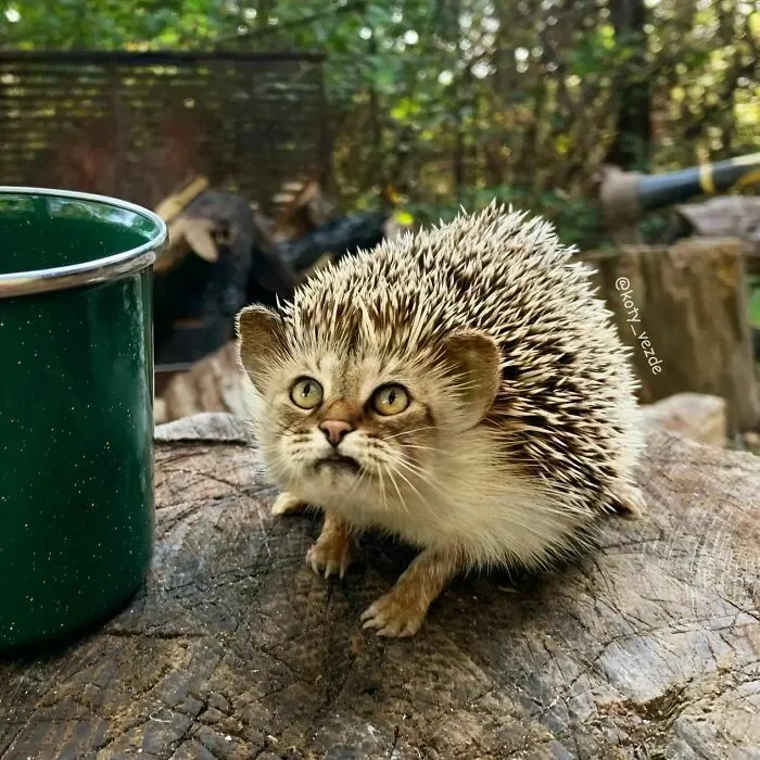 Artist Photoshops Cat Faces On Almost Everything And Here Is The Result (56 New Pics)