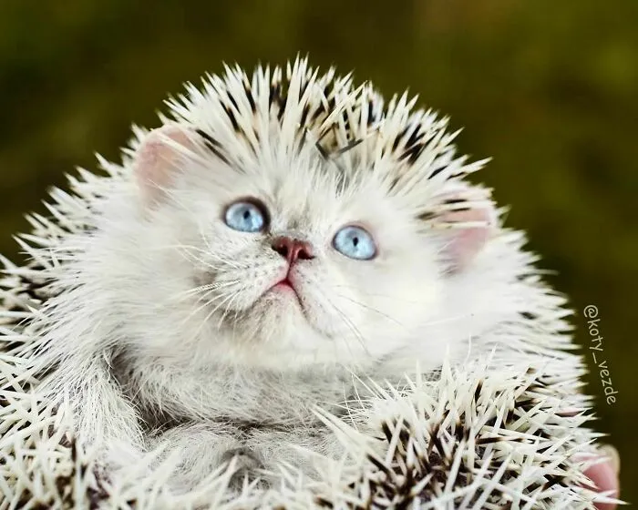 Artist Photoshops Cat Faces On Almost Everything And Here Is The Result (56 New Pics)