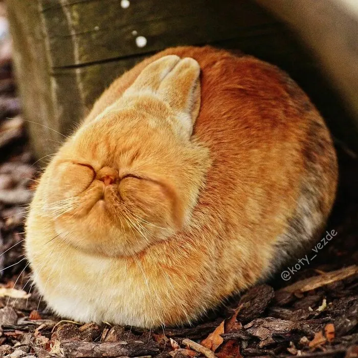 Artist Photoshops Cat Faces On Almost Everything And Here Is The Result (56 New Pics)