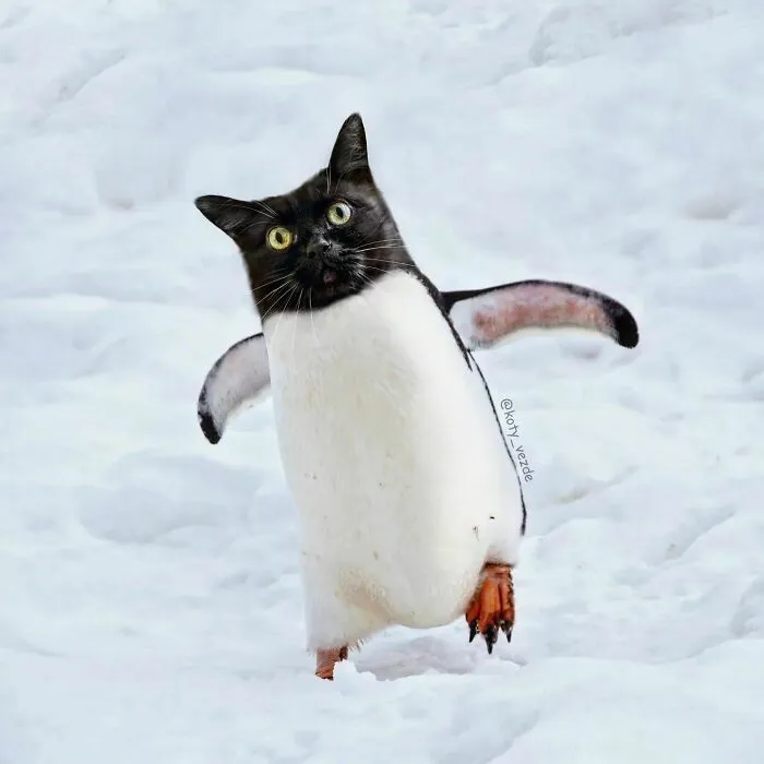 Artist Photoshops Cat Faces On Almost Everything And Here Is The Result (56 New Pics)